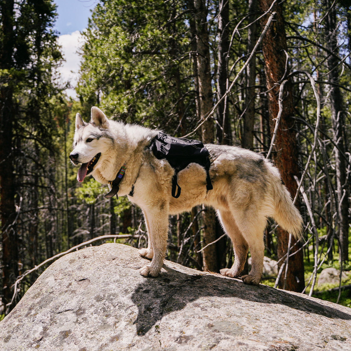 Ultimate Direction Dog Vest