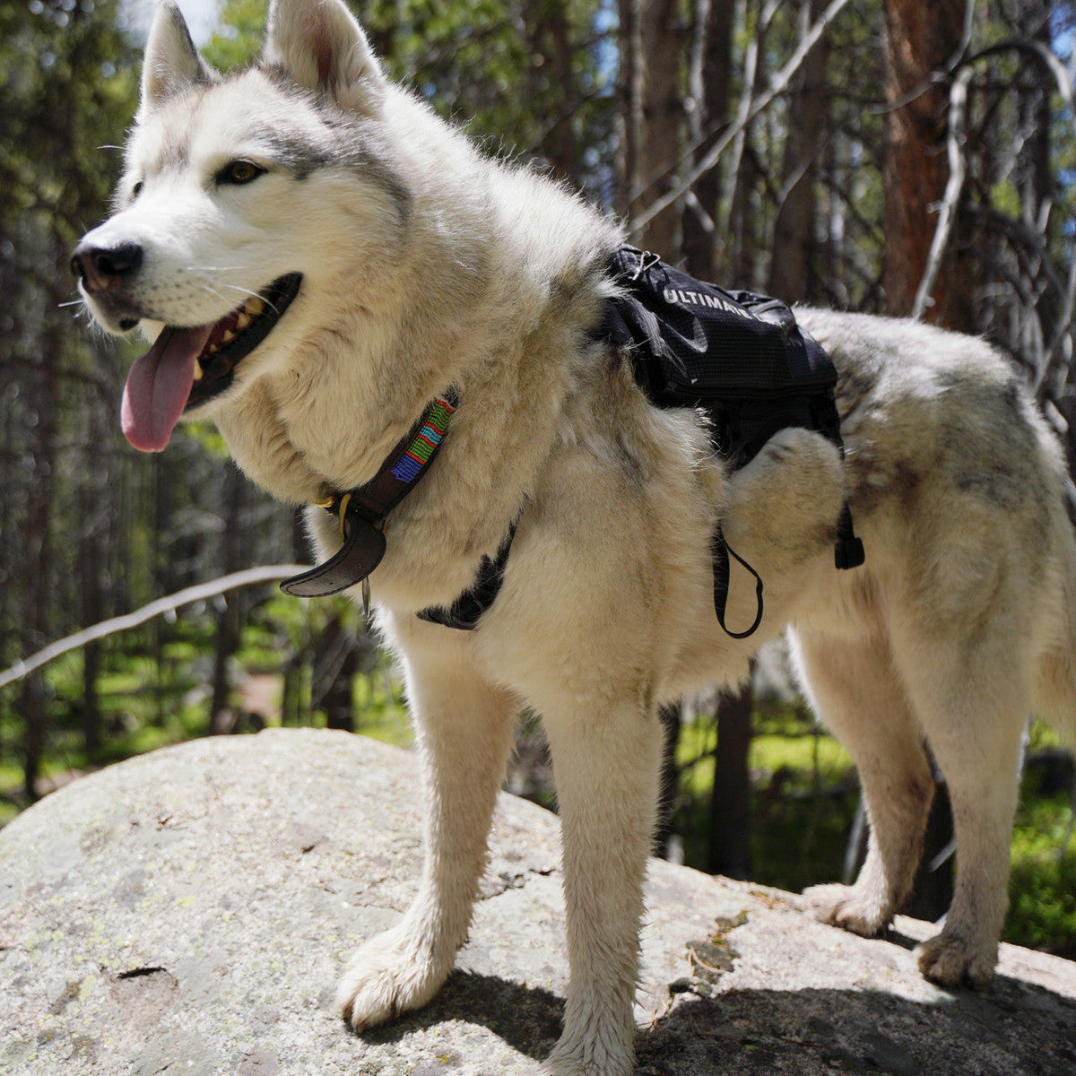 Ultimate Direction Dog Vest