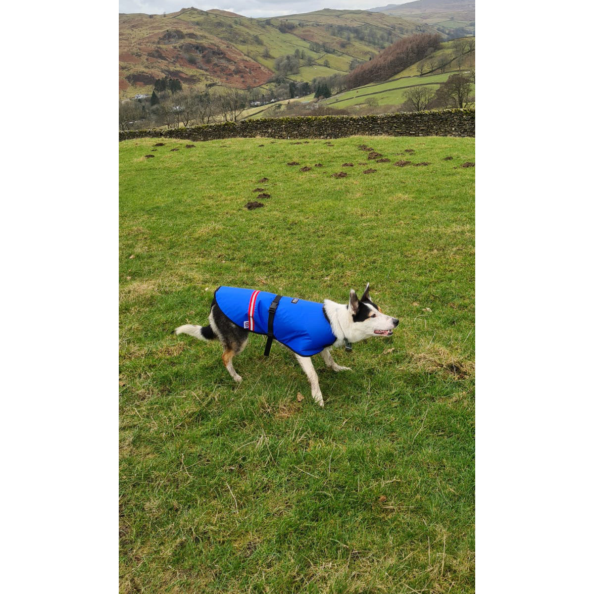 Rock+Run Dogs Fell Jacket