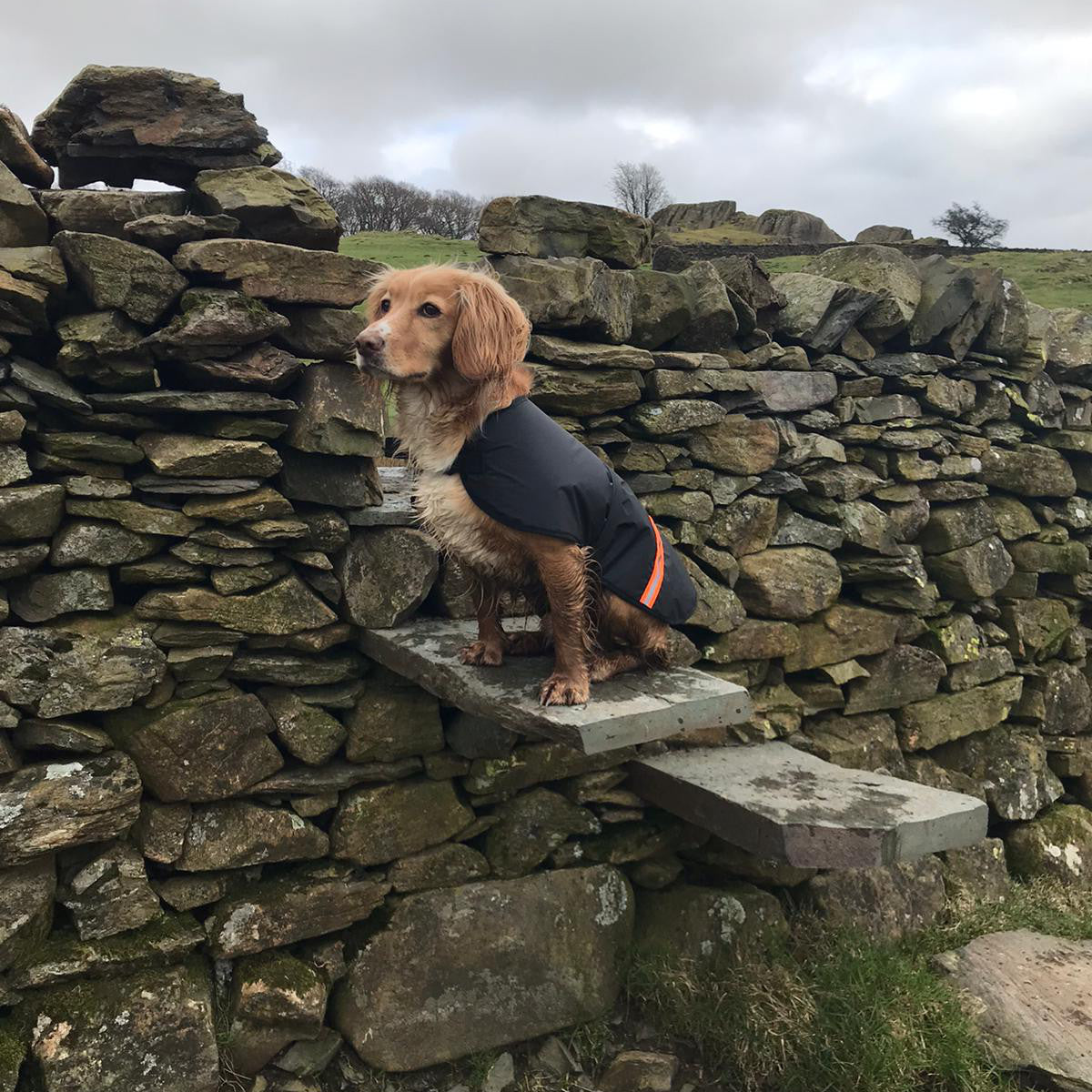 Rock+Run Dogs Fell Jacket