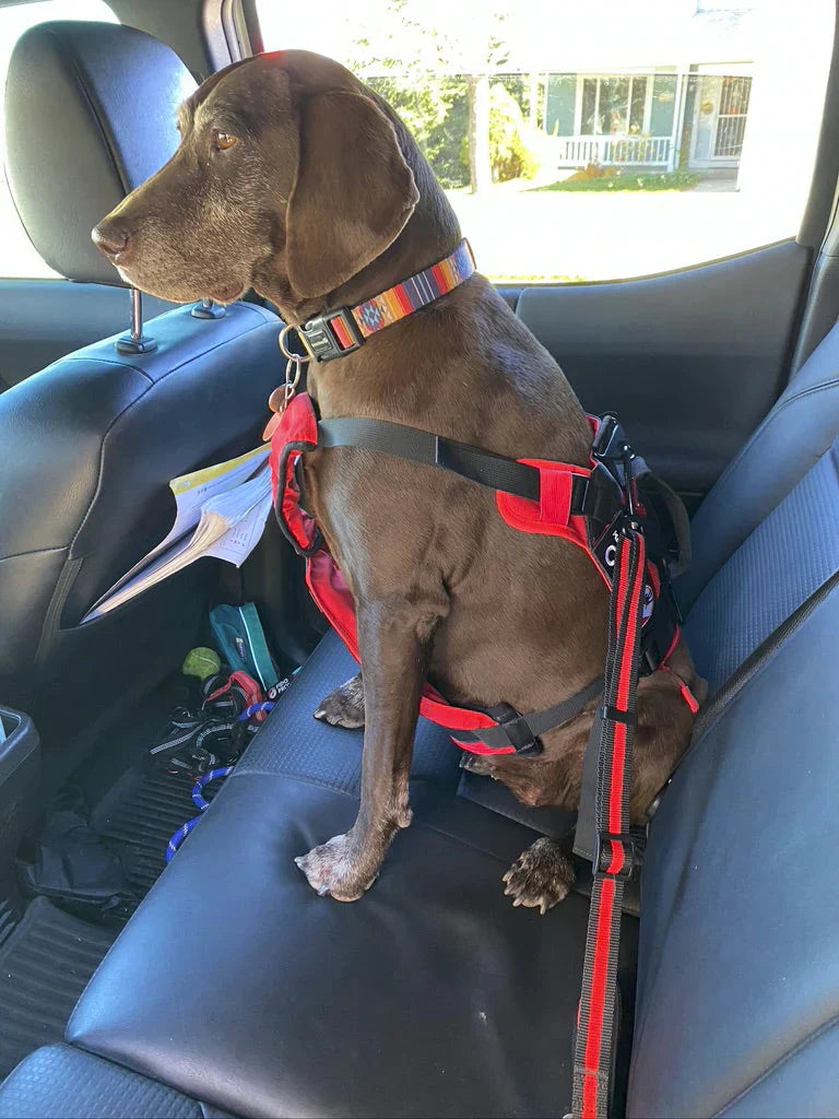 Fido Pro Dog Seat Belt - Size 1 Size - Black